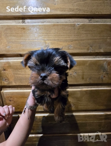 мини йоркширски териер, снимка 4 - Йоркширски териер - 51871524