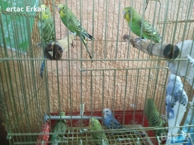 вълнисти папагали , снимка 3 - Папагали - 53578255