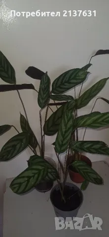 КАЛАТЕЯ - НЕ ОБИЧА СЛЪНЦЕ , снимка 1