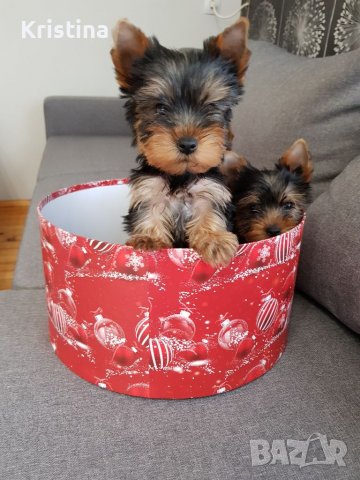 Йоркширски териер йорки момченца и момиченца, снимка 5 - Йоркширски териер - 38964305