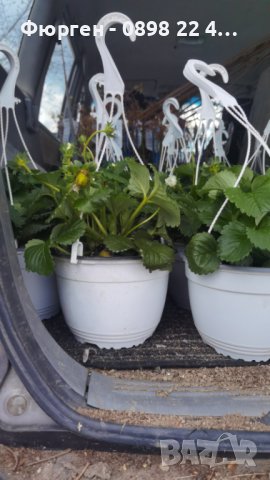 Ягода каскадна и целогодишна Растения засадени във висящи саксийки, снимка 4 - Градински цветя и растения - 44033283