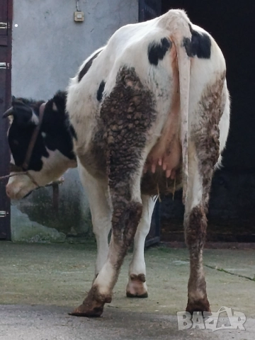 Продавам бременни юници , снимка 15 - Крави - 52893447