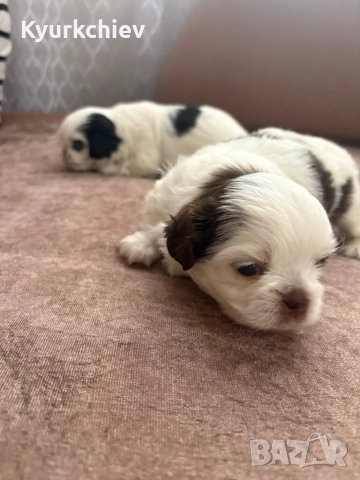 Японски хинчета, снимка 6 - Други - 52230214