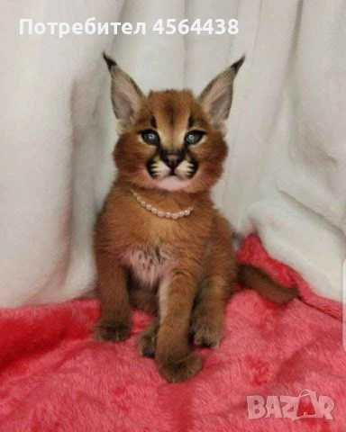 Наличен сервал каракал f1 Каракал със савана f1 котенца, снимка 12 - Други - 51364845