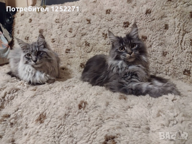 Мейн куун момче и момиче, снимка 6 - Мейн кун - 52748404