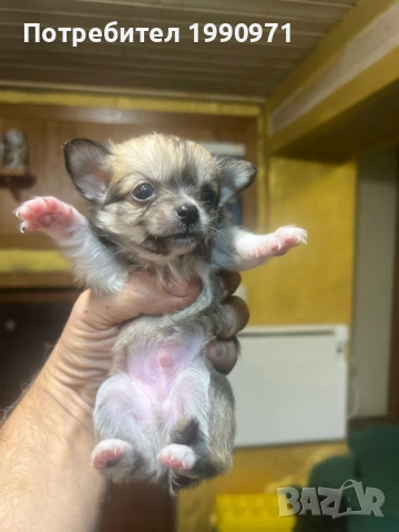 Мини чихуахуа момче и 3 негови братчета - чистокръчни 