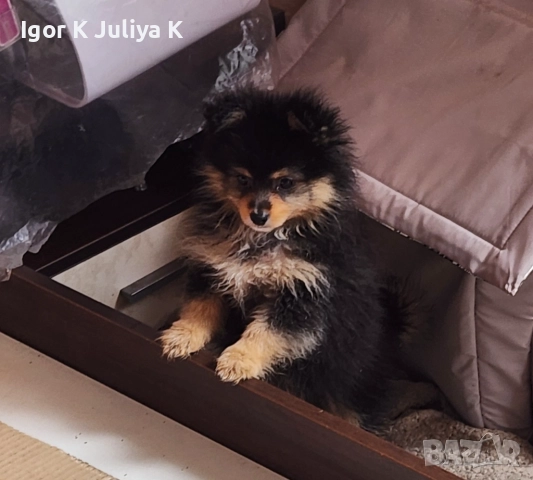 Померанчета, пухави топки, снимка 4 - Померан - 52665609