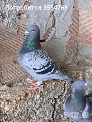 Спортни гълъби , снимка 6 - Гълъби - 49739422