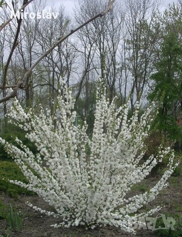 Японска Вишна-(Prunus Alba Plena), снимка 2 - Градински цветя и растения - 40121338