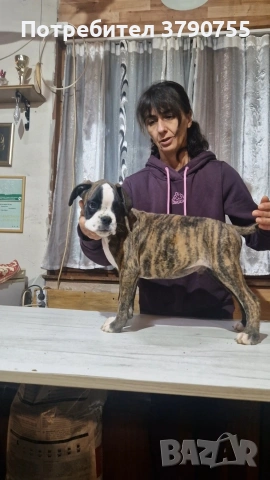 Боксер , снимка 9 - Боксер - 53012002