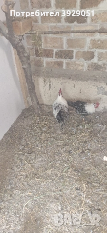 Продавам ярки и Петли Сребърен Бракел, снимка 2 - Кокошки и пуйки - 51632019