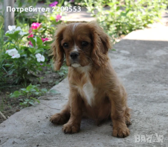 Кавалер Кинг Чарлз Шпаньол, снимка 1