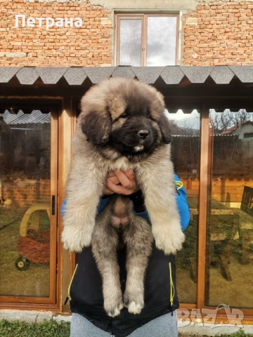 Кавказка овчарка , снимка 2 - Кавказка овчарка - 53026552