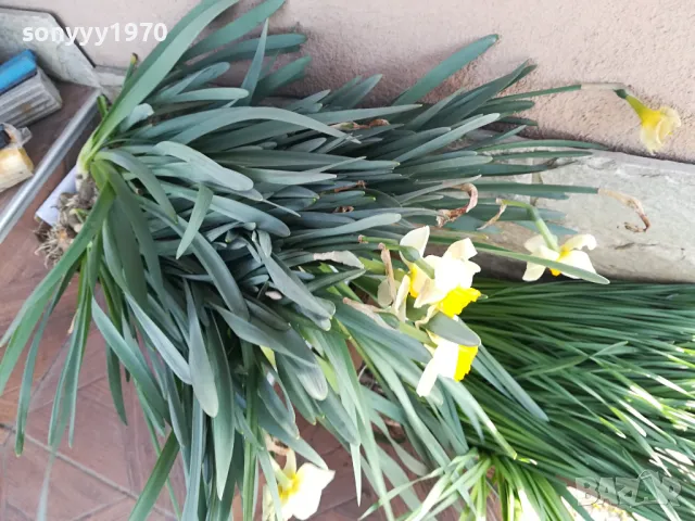 НАРЦИСИ-25ЛВ ЗА ЛОТ ОТ 25БР С ЛУКОВИЦИ 1104250533