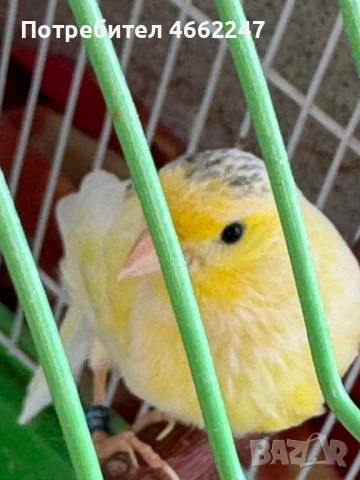 Канарчета Орфей , снимка 2 - Канари - 52693118