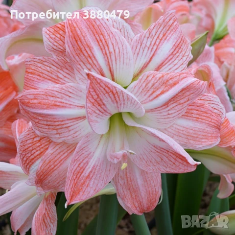 луковици на гигантски розов амарилис