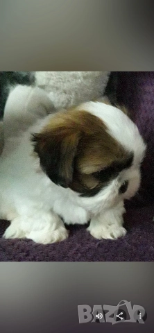 малки кученца порода Ши тцу , снимка 2 - Ши Тцу - 52564552