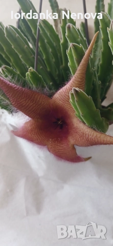 Суколентни , снимка 4 - Стайни растения - 38611488