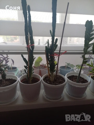 Различни кактуси,каучуково цвете, копривки и др.цветя, снимка 4 - Стайни растения - 50757911