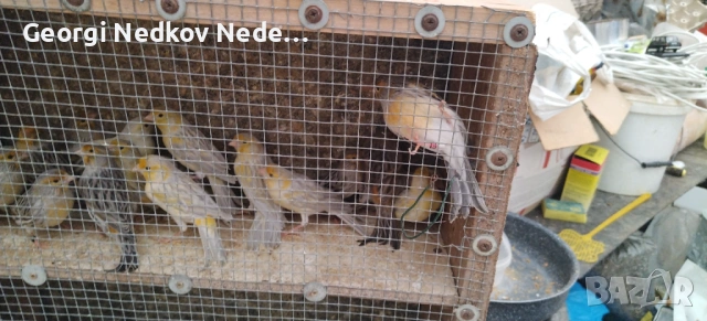 Продавам канари , снимка 2 - Канари - 53072331