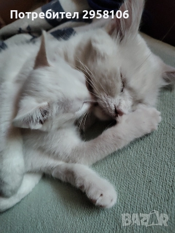 котенца бели,4 мес, снимка 14 - Британска късокосместа - 50837290