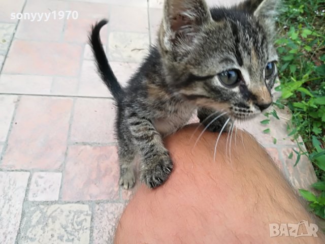 КОТЕ МЯУ МЪР ИВОНКА ВИДИН 0509221551, снимка 9 - Други - 37908082