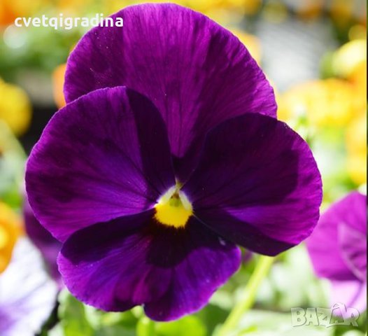 Viola wittrockiana Purple(Виола едроцветна Лилаво), снимка 3 - Градински цветя и растения - 43640646