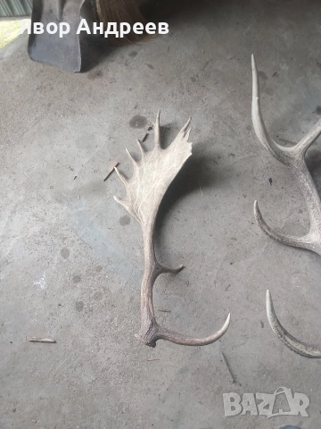 еленови рога, снимка 3 - Антикварни и старинни предмети - 52859167