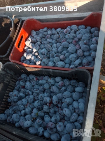 Сини сливи стенлей за ракия , снимка 1