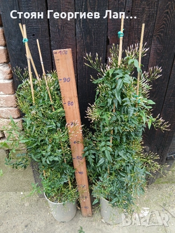 жасмин ,многоцветен жасмин-Полиантум , снимка 2 - Стайни растения - 53464989