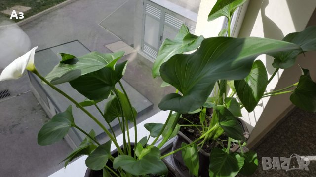 Продавам Цветя Кала за дома - големи, снимка 10 - Разсади - 36583992