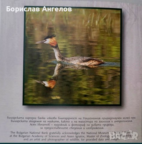 Сребърна монета- Голям гмурец!!! , снимка 5 - Нумизматика и бонистика - 38169845