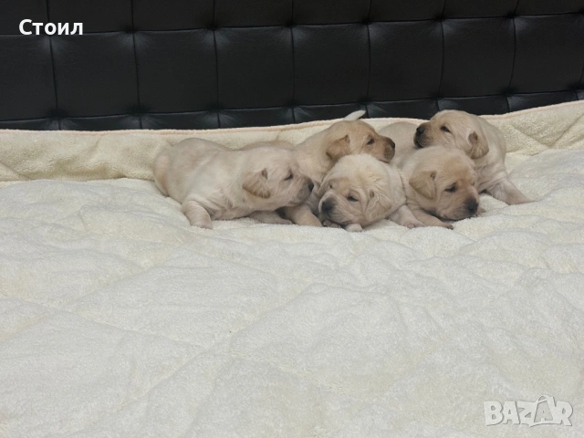 Чистокръвни Лабрадор Ретривър: