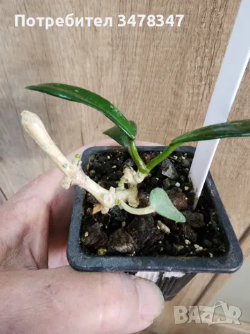 Хоя Diversifolia, снимка 2 - Стайни растения - 49414605