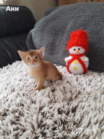 ЕКЗОТИЧНО И РАЗЛИЧНО.АБИСИНСКО КОТЕНЦЕ, снимка 2 - Бенгалски - 52656155