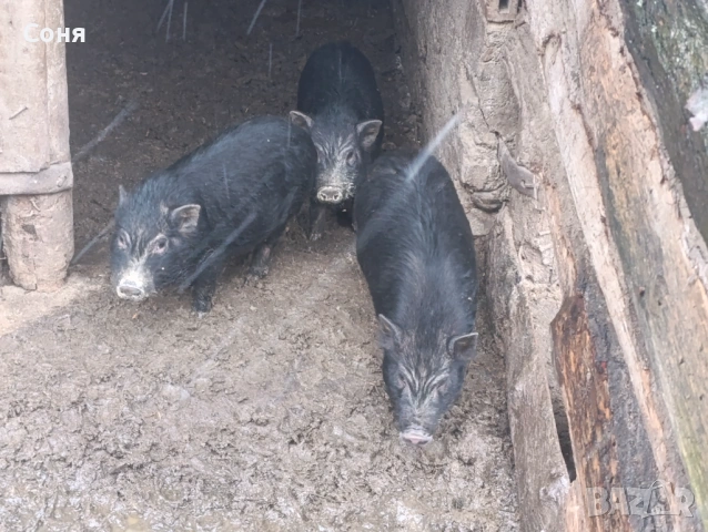 Продавам виетнамски прасета, снимка 7 - Прасета - 53035330