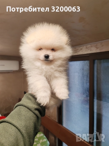 Померан мини мъжко , снимка 5 - Померан - 52878318