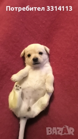 чихуахуа , снимка 2 - Чихуахуа - 52935666