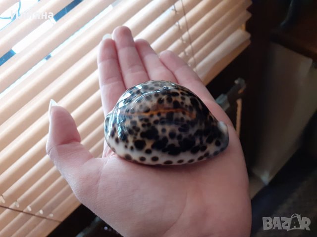 Страхотен подарък!, снимка 3 - Статуетки - 28094828