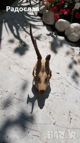Продавам ловен трофей глава на сръднак с един рог, снимка 3 - Други ценни предмети - 33397223