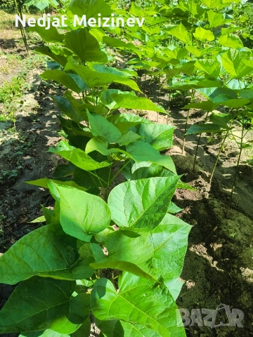 Каталпа НАНА фиданки