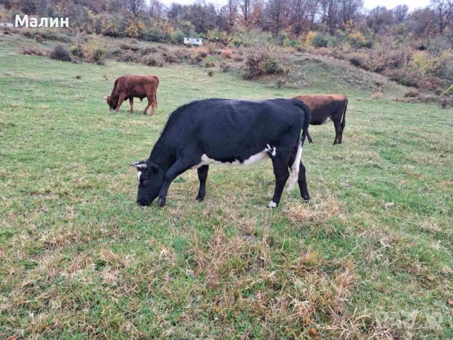 Телета (крави), снимка 12 - Крави - 52690607