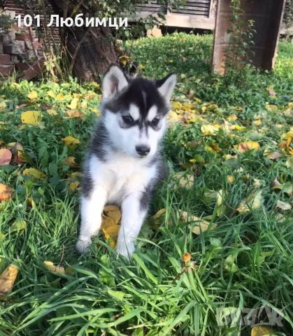 Сибирско хъски, снимка 5 - Хъски - 47449141