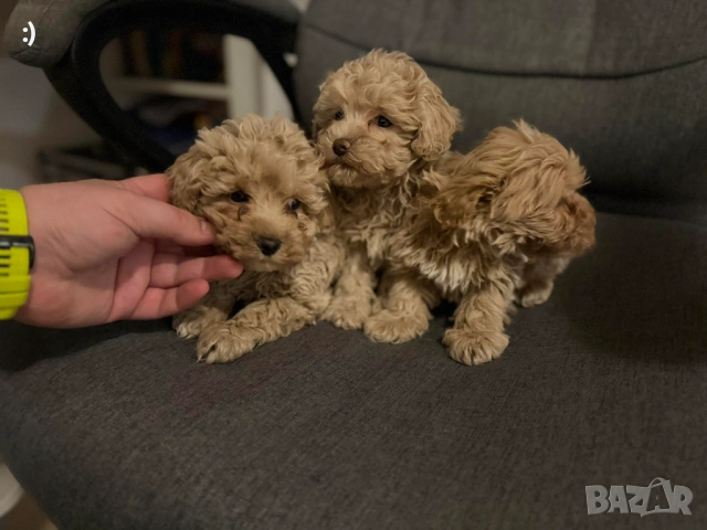 Малтипу Актуално от 23.01.2026, снимка 3 - Пудели - 53163764