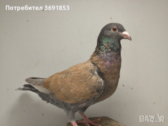 Цветни пощи, снимка 12 - Гълъби - 52336823
