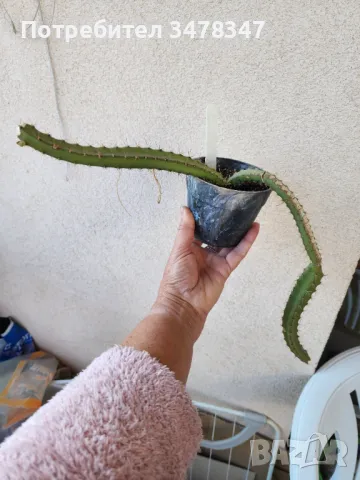 Selenicereus Grandiflorus