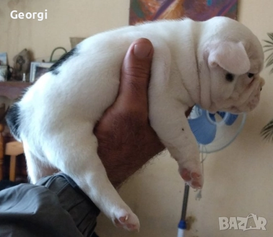 Френски булдог/малки кученца , снимка 5 - Френски булдог - 52590685
