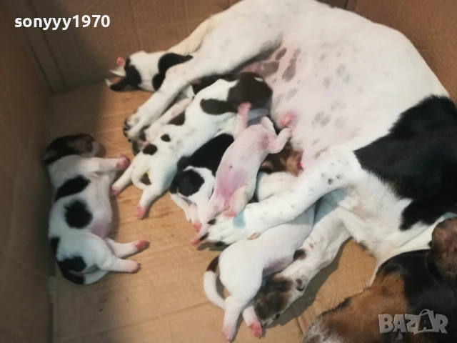 ДЖАК РЪСЕЛ 250ЛВ ЗА КУТРЕ 2008251933, снимка 10 - Джак ръсел териер - 51433966