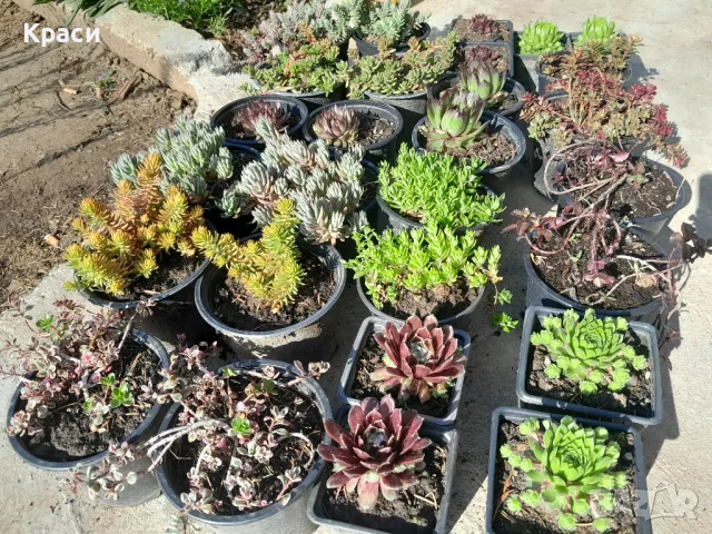 Седуми различни видове.