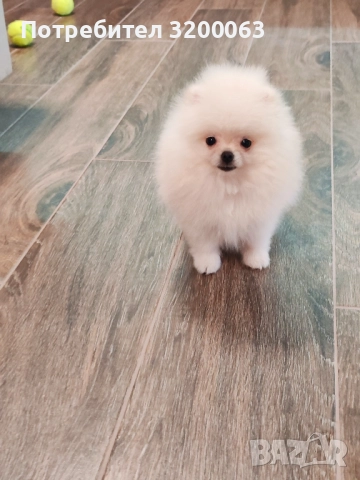 Померан мини мъжки, снимка 1